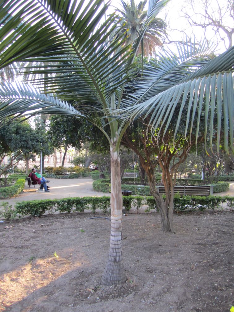 [Foto de planta, jardin, jardineria]