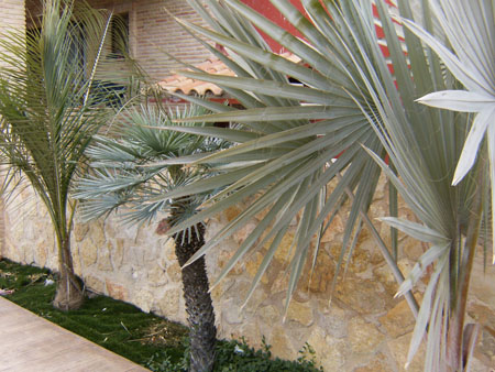 [Foto de planta, jardin, jardineria]