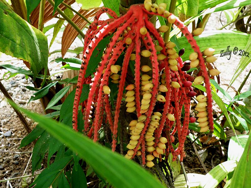 [Foto de planta, jardin, jardineria]