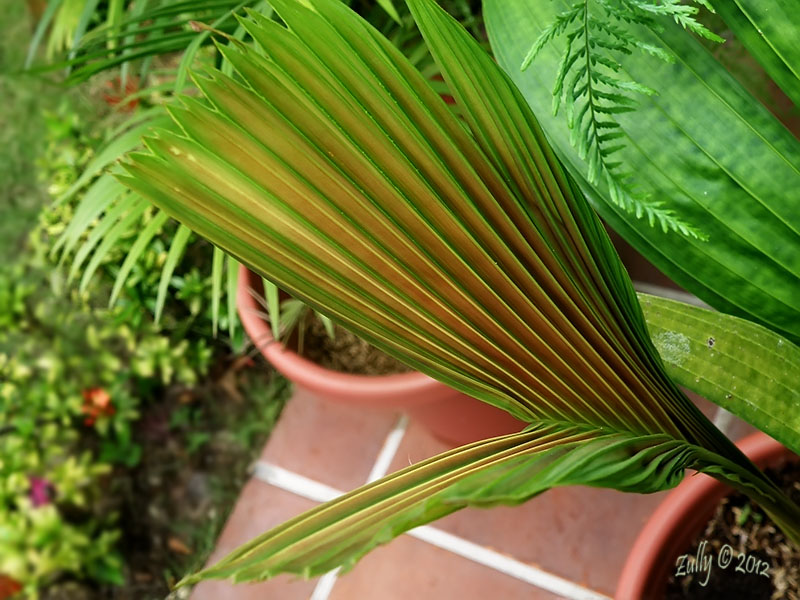 [Foto de planta, jardin, jardineria]