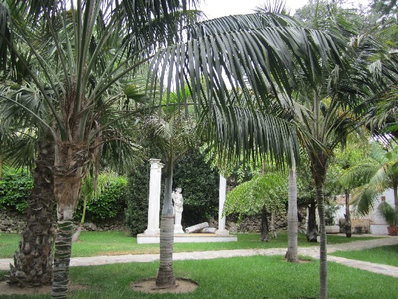 [Foto de planta, jardin, jardineria]