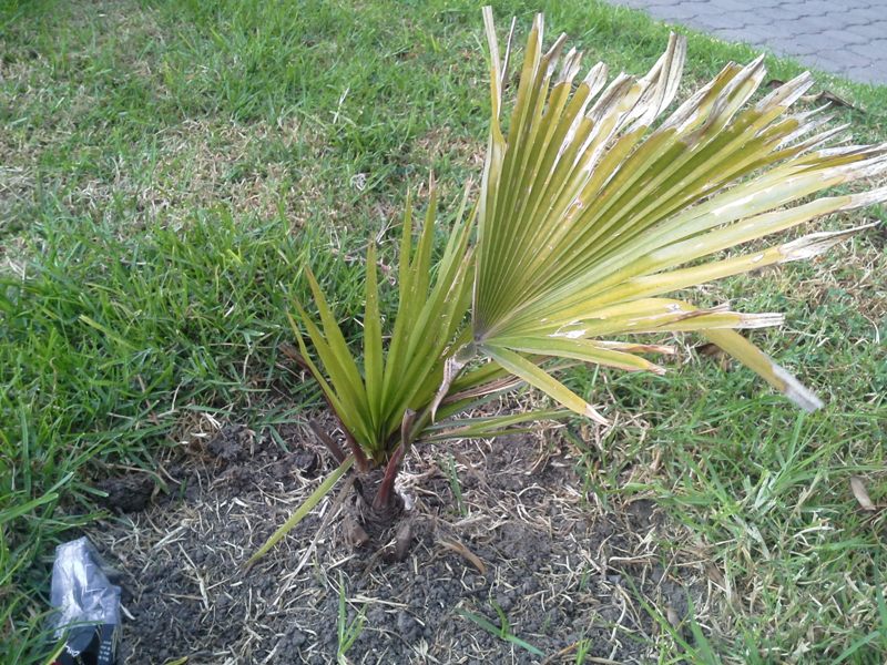 [Foto de planta, jardin, jardineria]