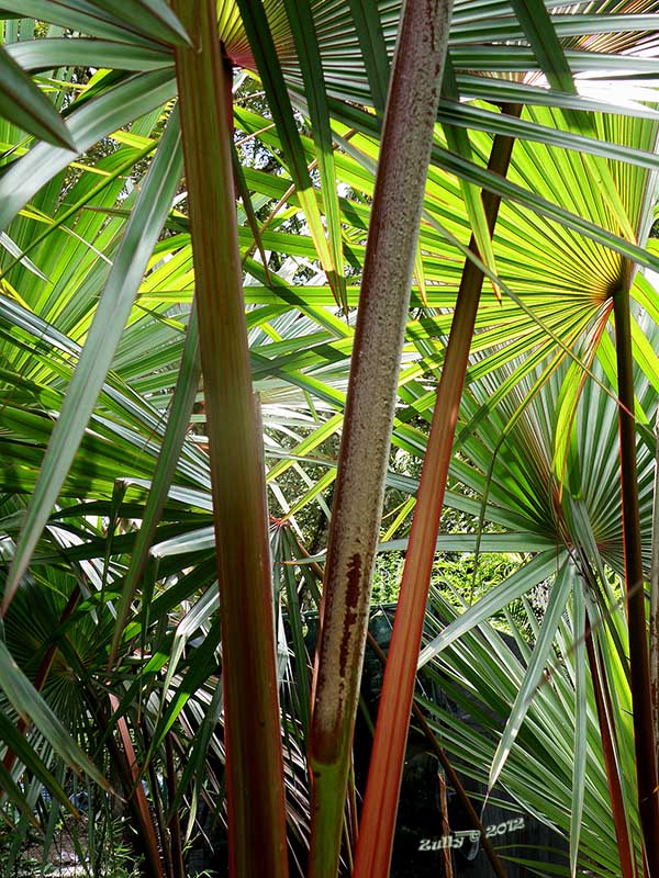 [Foto de planta, jardin, jardineria]