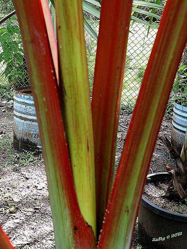 [Foto de planta, jardin, jardineria]