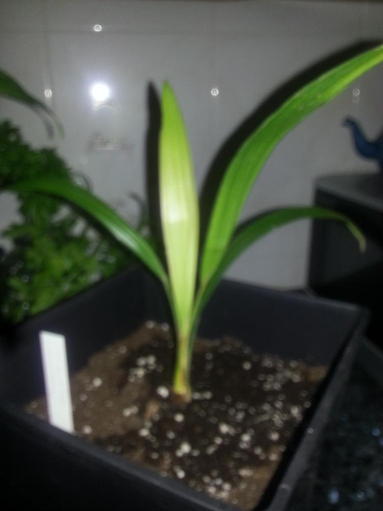 [Foto de planta, jardin, jardineria]