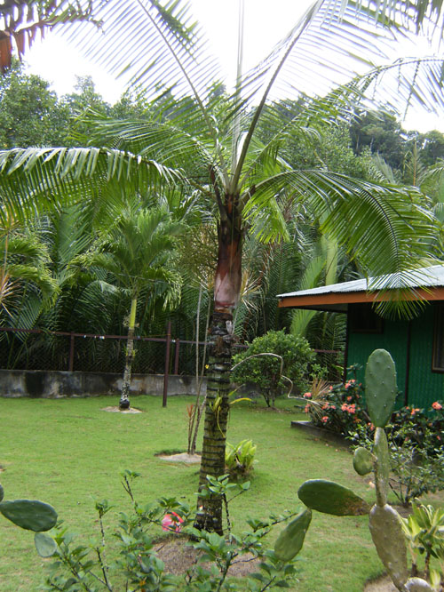 [Foto de planta, jardin, jardineria]