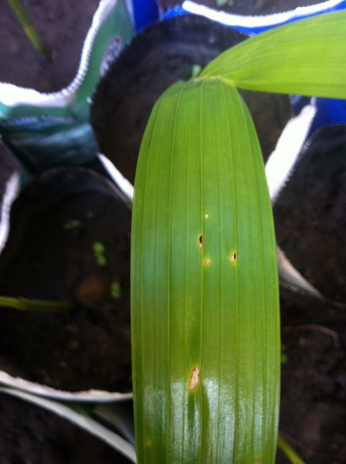 [Foto de planta, jardin, jardineria]