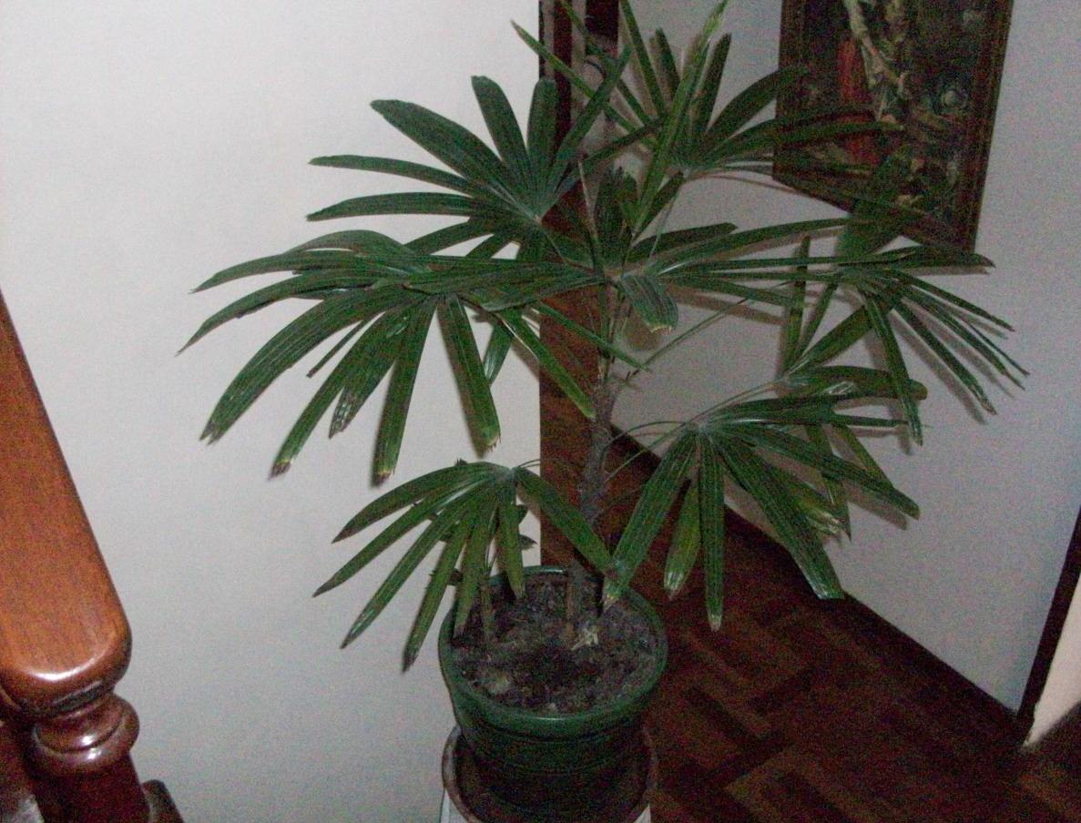 [Foto de planta, jardin, jardineria]