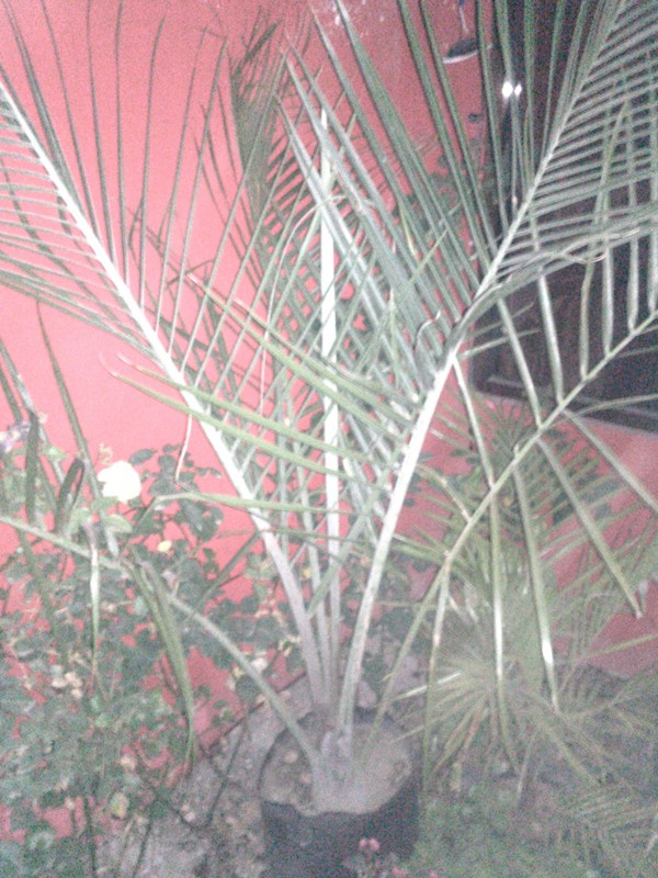[Foto de planta, jardin, jardineria]