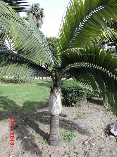 [Foto de planta, jardin, jardineria]