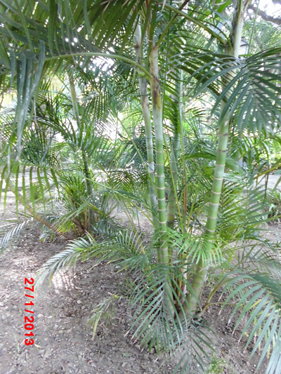 [Foto de planta, jardin, jardineria]