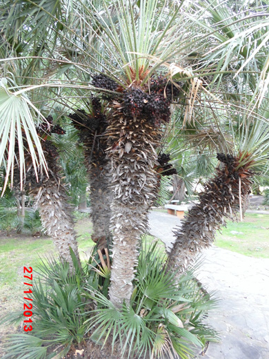 [Foto de planta, jardin, jardineria]
