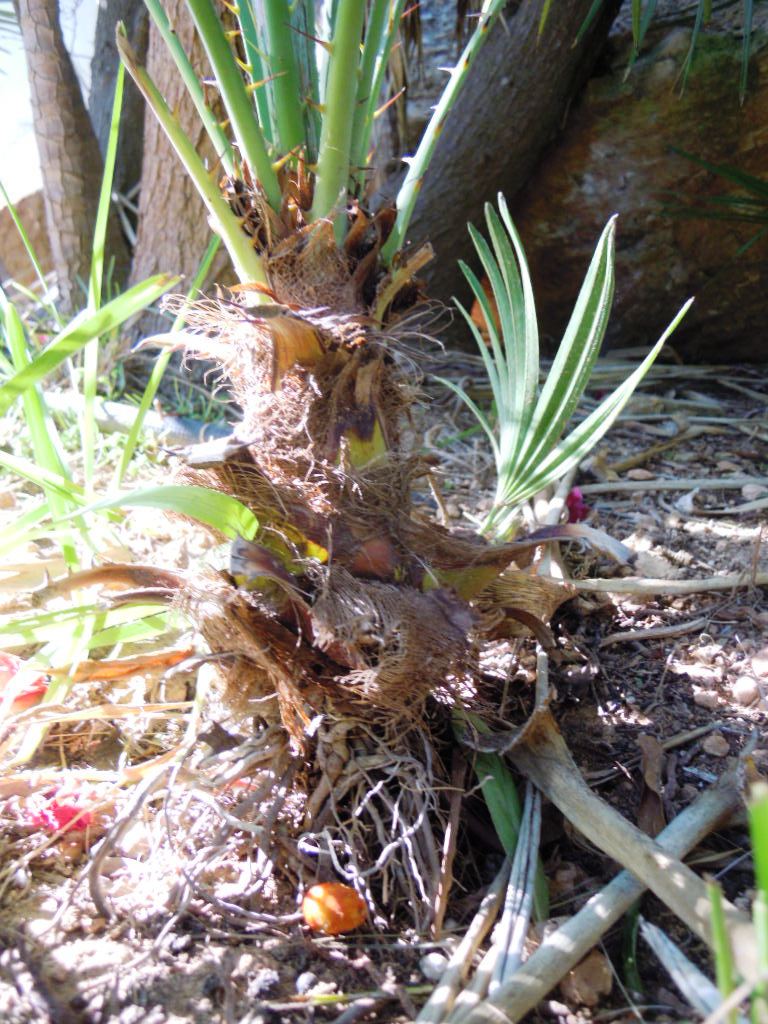 [Foto de planta, jardin, jardineria]