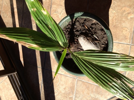 [Foto de planta, jardin, jardineria]