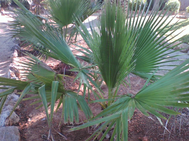 [Foto de planta, jardin, jardineria]