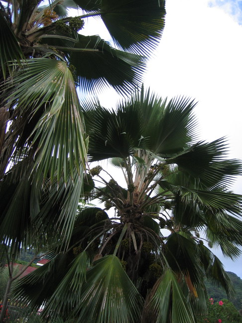 [Foto de planta, jardin, jardineria]