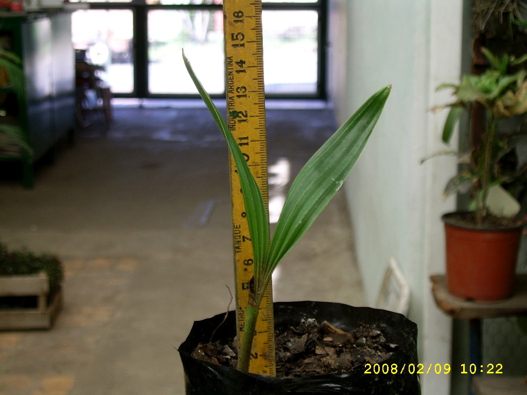 [Foto de planta, jardin, jardineria]
