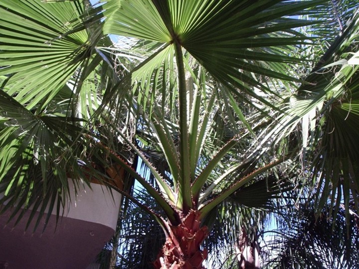 [Foto de planta, jardin, jardineria]