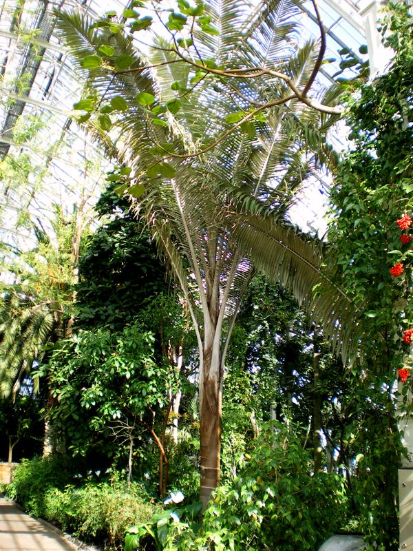 [Foto de planta, jardin, jardineria]