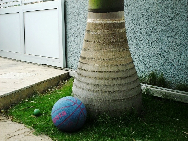 [Foto de planta, jardin, jardineria]
