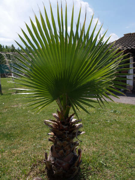 [Foto de planta, jardin, jardineria]