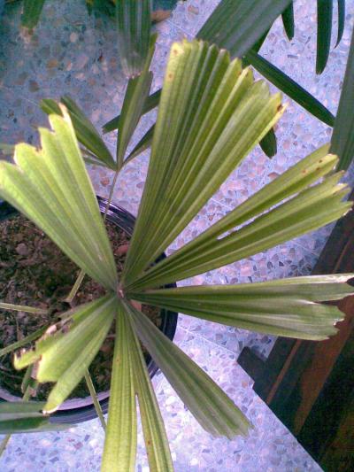 [Foto de planta, jardin, jardineria]