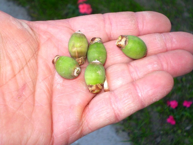 [Foto de planta, jardin, jardineria]