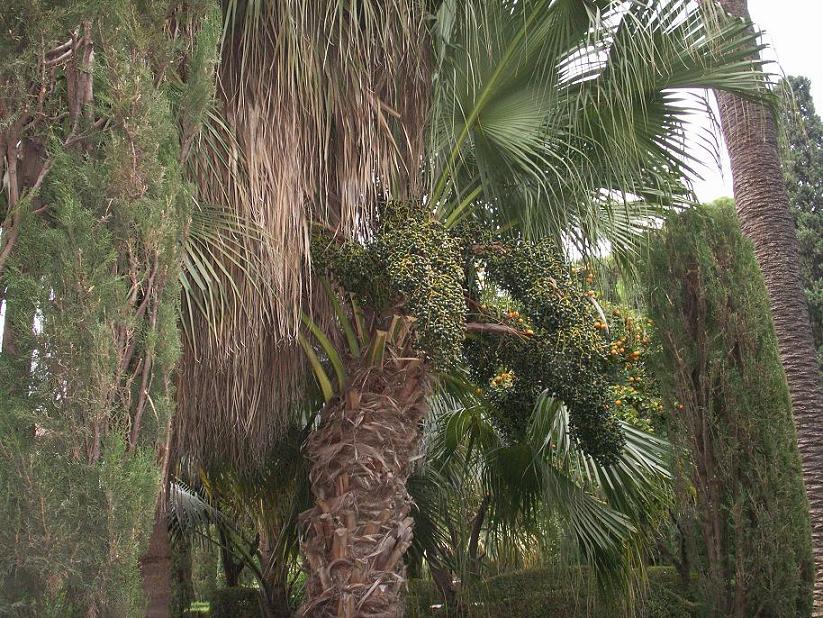 [Foto de planta, jardin, jardineria]
