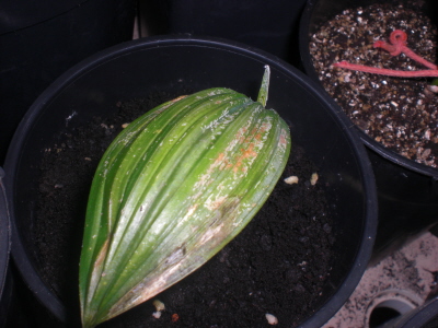 [Foto de planta, jardin, jardineria]