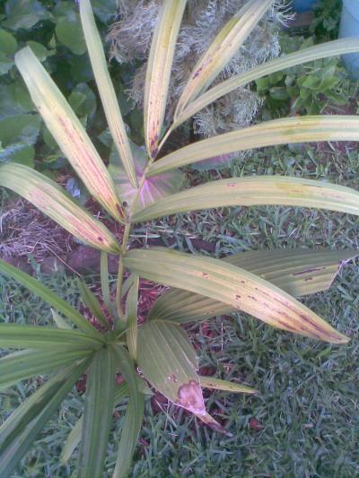 [Foto de planta, jardin, jardineria]