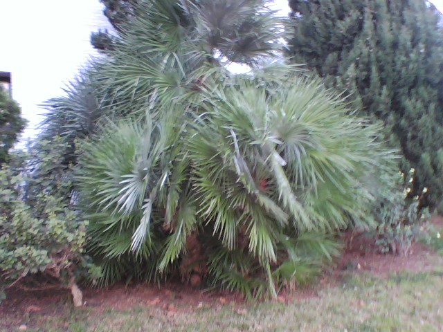 [Foto de planta, jardin, jardineria]