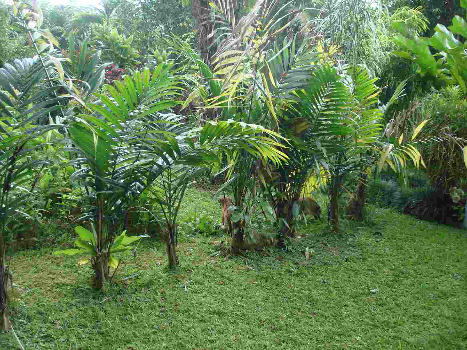 [Foto de planta, jardin, jardineria]