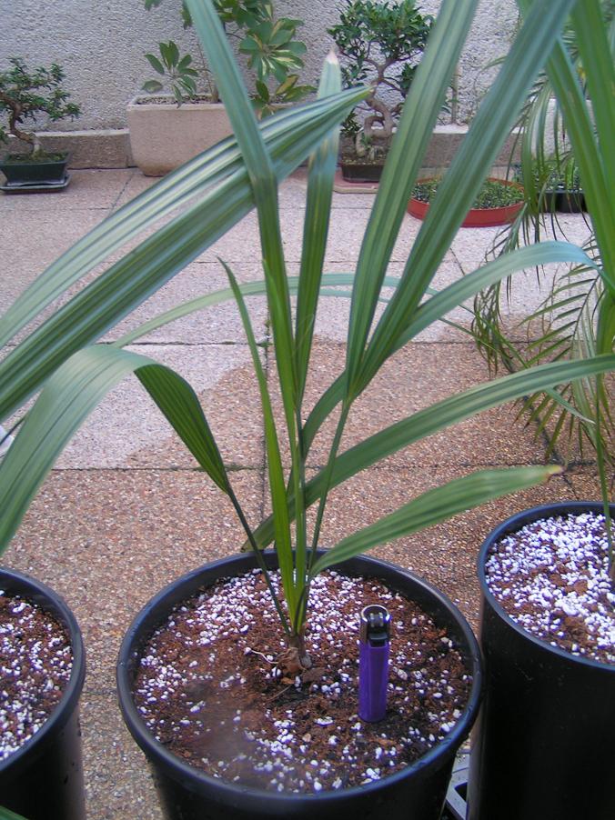 [Foto de planta, jardin, jardineria]