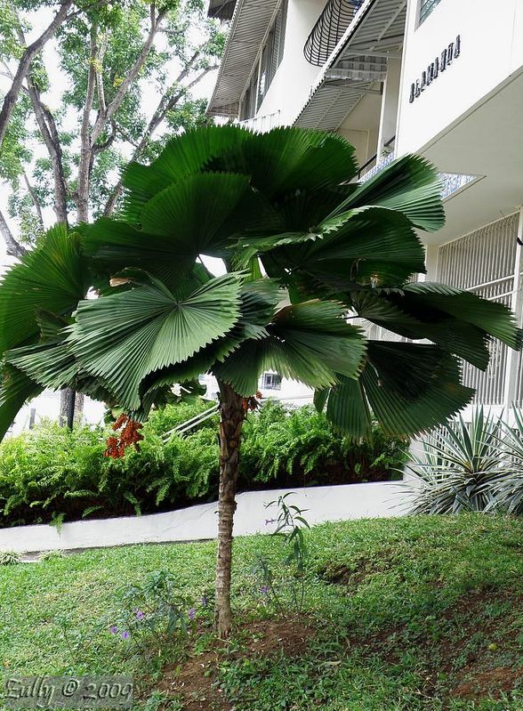 [Foto de planta, jardin, jardineria]