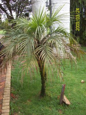 [Foto de planta, jardin, jardineria]