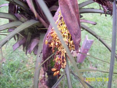 [Foto de planta, jardin, jardineria]