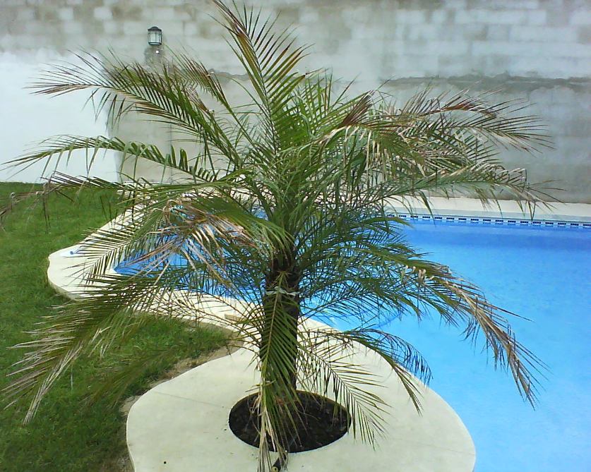 [Foto de planta, jardin, jardineria]