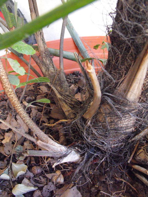 [Foto de planta, jardin, jardineria]