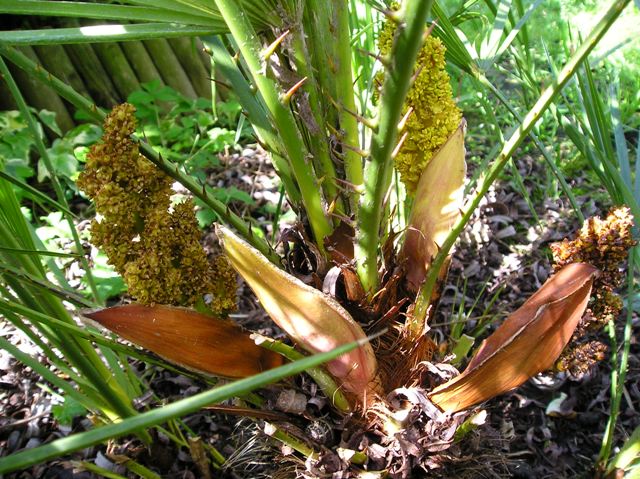 [Foto de planta, jardin, jardineria]