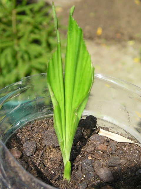 [Foto de planta, jardin, jardineria]