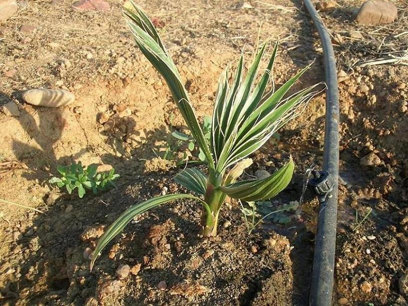 [Foto de planta, jardin, jardineria]