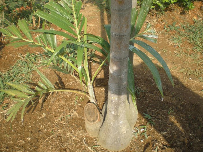 [Foto de planta, jardin, jardineria]