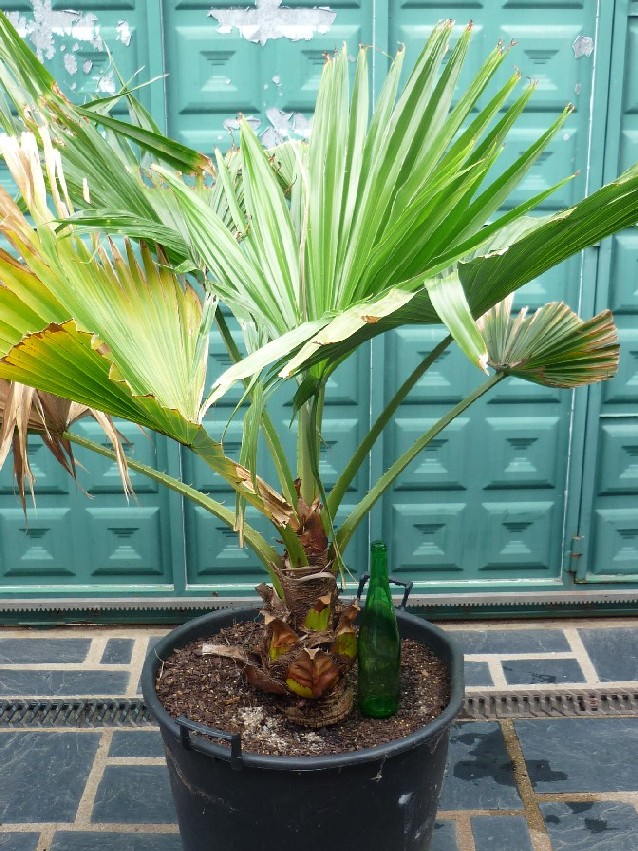 [Foto de planta, jardin, jardineria]