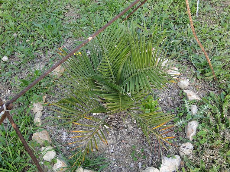 [Foto de planta, jardin, jardineria]