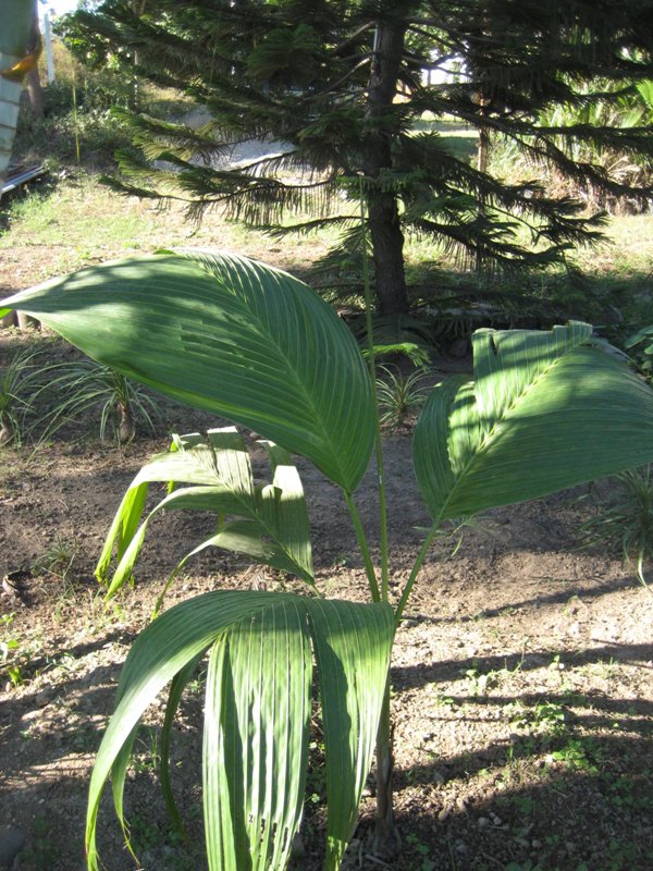 [Foto de planta, jardin, jardineria]