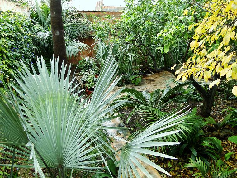 [Foto de planta, jardin, jardineria]