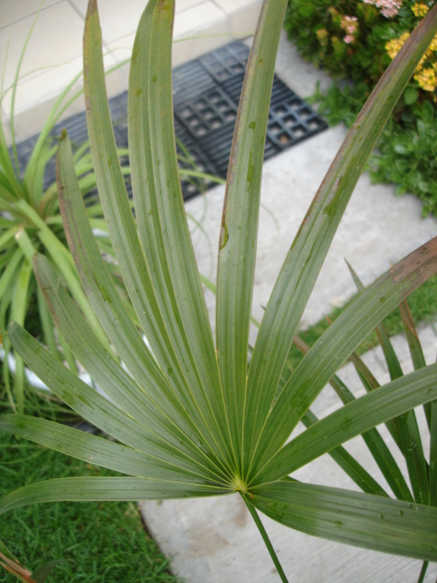[Foto de planta, jardin, jardineria]