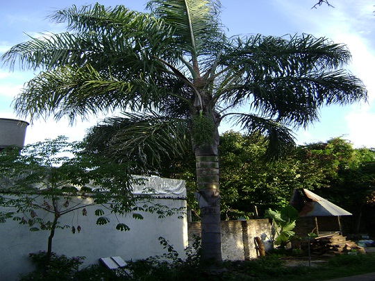 [Foto de planta, jardin, jardineria]