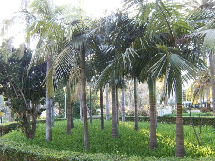 [Foto de planta, jardin, jardineria]
