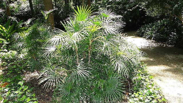 [Foto de planta, jardin, jardineria]